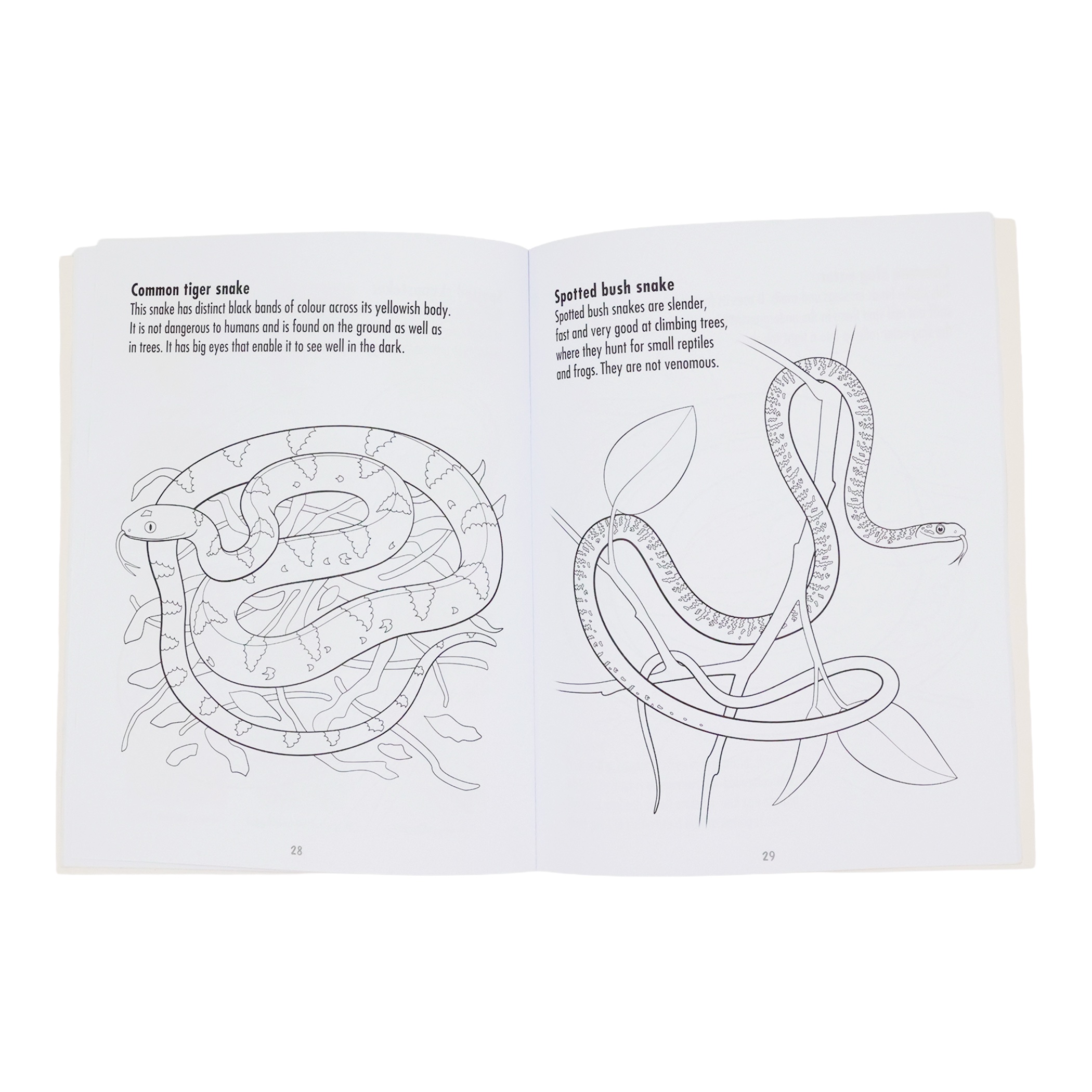 African Reptiles & Frogs: To Read, Colour and Keep - Image 3